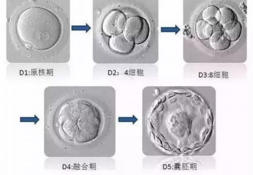 福孕供卵机构（北京供卵代怀）_上海供卵试管双胞胎